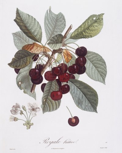 Ciliegio (Prunus avium), Henry Louis Duhamel du Monceau, tavola botanica di Pierre Jean Francois Turpin da Pierre Jean Francois Turpin