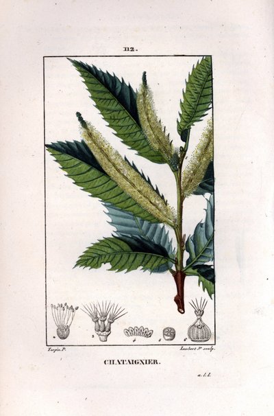 Ramo di castagno - Castagno dolce, Castanea sylvestris. Incisione a puntasecca colorata a mano di Lambert Junior da un disegno di Pierre Jean-Francois Turpin da 