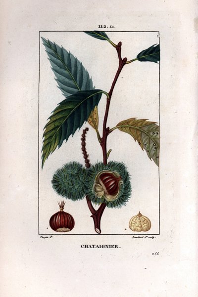 Ramo di castagno con frutto (castagna) - Castagno dolce, Castanea sylvestris. Incisione a puntasecca colorata a mano di Lambert Junior da un disegno di Pierre Jean-Francois Turpin da 