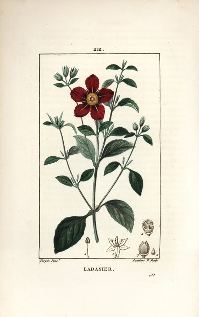 Cisto di Creta - Cisto gommoso, Cistus creticus. Incisione a puntasecca colorata a mano di Lambert Junior da un disegno di Pierre Jean-Francois Turpin da 