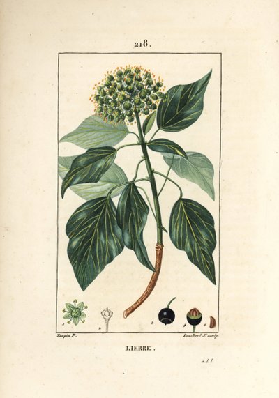 Edera rampicante, Hedera helix da Pierre Jean Francois Turpin