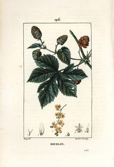 Luppolo rampicante, Humulus lupulus da Pierre Jean Francois Turpin
