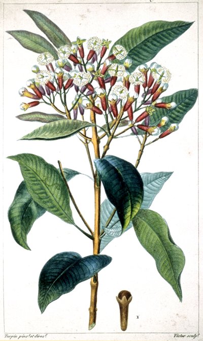 Albero di chiodi di garofano e chiodi di garofano, metà del XIX secolo (litografia) da Pierre Jean Francois Turpin