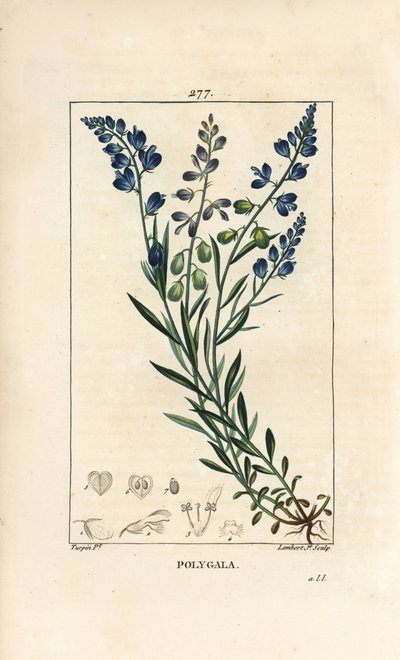 Poligala comune, Polygala vulgaris da Pierre Jean Francois Turpin