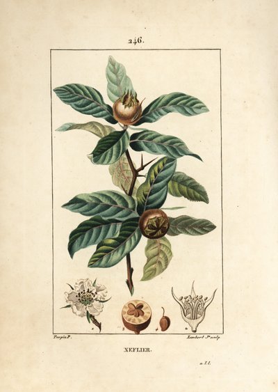 Nespolo comune, Mespilus germanica da Pierre Jean Francois Turpin