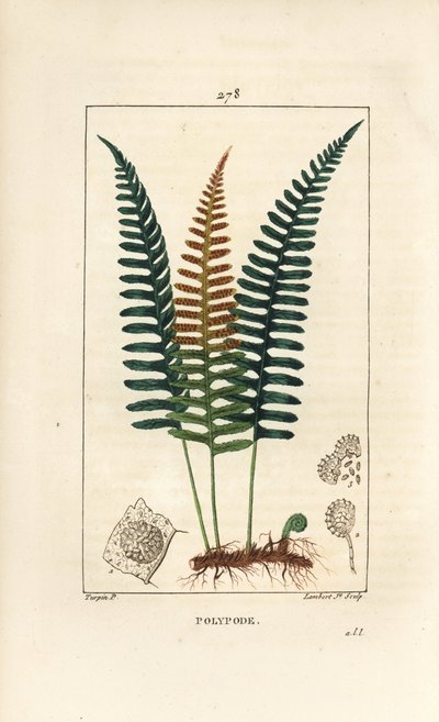 Polipodio comune, Polypodium vulgare, con foglia, seme e radice da Pierre Jean Francois Turpin