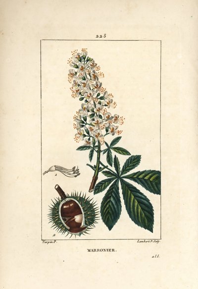 Ippocastano da Pierre Jean Francois Turpin
