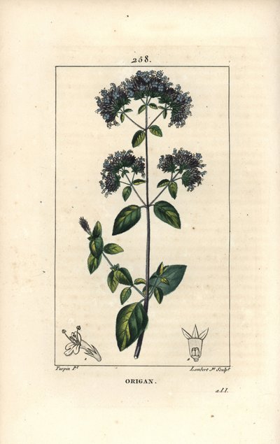 Origano comune, detto anche maggiorana selvatica da Pierre Jean Francois Turpin