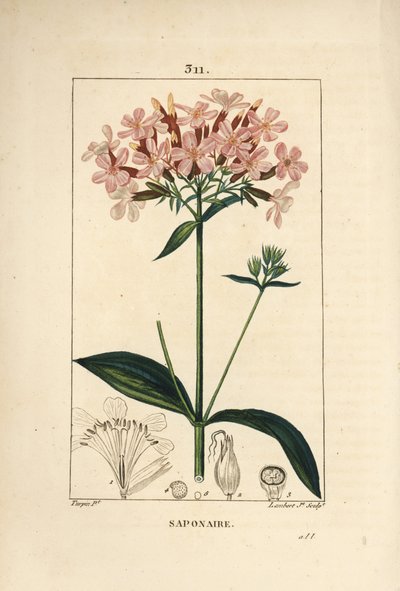 Saponaria comune, Saponaria officinalis, con fiore, foglia, stelo e seme da Pierre Jean Francois Turpin