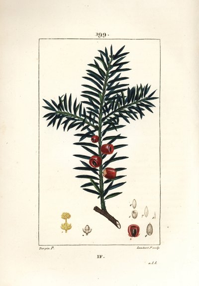 Tasso comune, Taxus baccata da Pierre Jean Francois Turpin