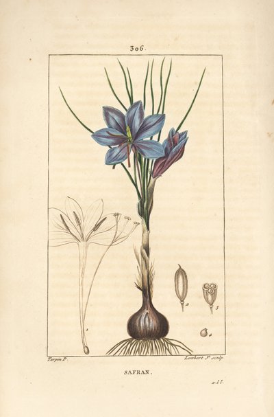 Crocus sativus, mostrando fiore, foglia, stelo, bulbo e stigma. Incisione a puntasecca colorata a mano di Lambert Junior da un disegno di Pierre Jean-Francois Turpin da Pierre Jean Francois Turpin
