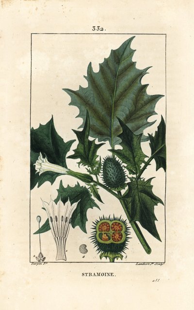 Datura officinale, Stramonio o mela spinosa da Pierre Jean Francois Turpin