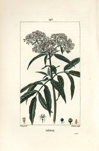 Sambuco nano - Sambuco nano, Sambucus humilis. Incisione a puntasecca colorata a mano di Lambert Junior da un disegno di Pierre Jean-Francois Turpin da 