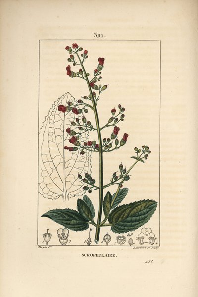 Scrofularia acquatica da Pierre Jean Francois Turpin