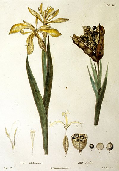 Iris fetido, inciso da L. J. Allais (incisione colorata a mano) da Pierre Jean Francois Turpin