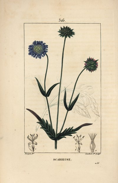 Knautia dei campi o scabiosa dei campi - Scabiosa dei campi, Knautia arvensis, con fiore, foglia, stelo, seme e contorno della foglia da Pierre Jean Francois Turpin
