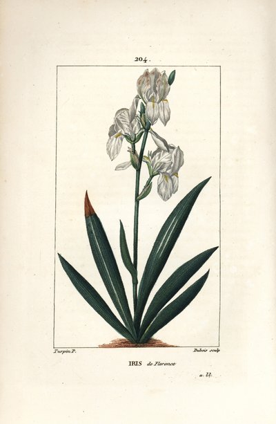 Iris fiorentino - Iris fiorentino, Iris florentina, fiore e foglia. Incisione a puntasecca colorata a mano di Dubois da un disegno di Pierre Jean-Francois Turpin da 