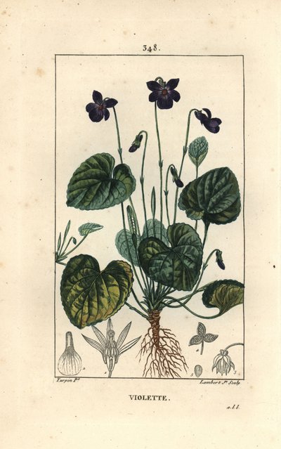 Viola odorata - Viola mammola da Pierre Jean Francois Turpin