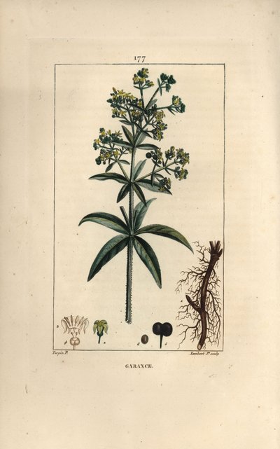 Garance dei tintori da Pierre Jean Francois Turpin