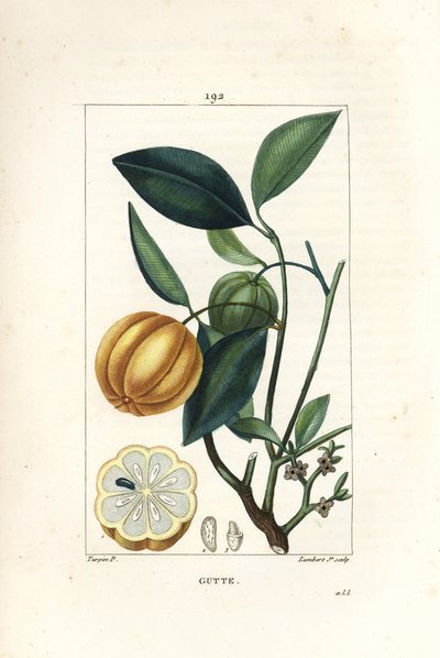 Garcinia gummi gutta o Tamarindo del Malabar, Gambooge, Brindall Bay - Albero di gomma gutta, Cambogia gutta, con frutto, foglia, fiore e sezione del frutto da Pierre Jean Francois Turpin