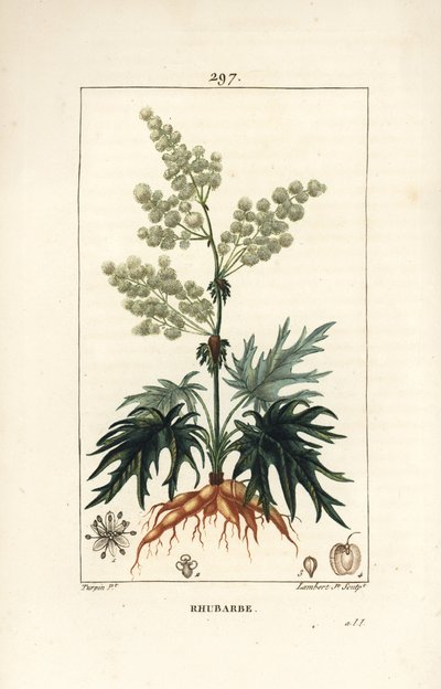 Rabarbaro da giardino - Rabarbaro, Rheum rhabarbarum (Rheum palmatum), con fiore, stelo, foglia, seme e radice da Pierre Jean Francois Turpin
