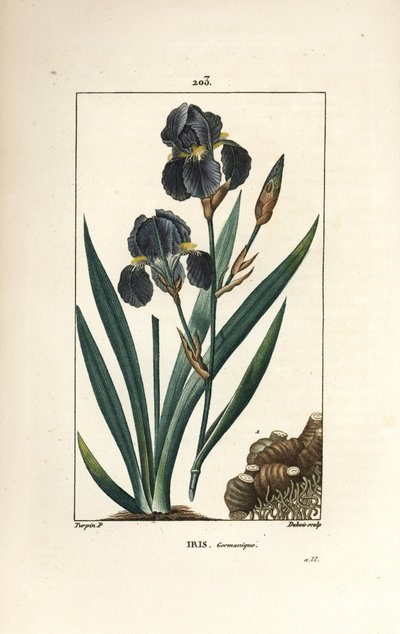 Iris germanica da Pierre Jean Francois Turpin