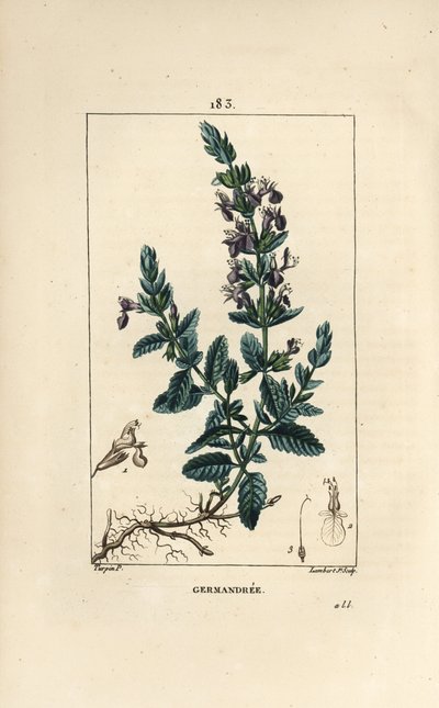 Germandrea quercina da Pierre Jean Francois Turpin