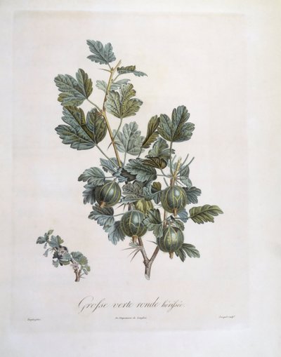 Uva spina (Ribes uva-crispa), tavola botanica di Pierre Jean Francois Turpin da Pierre Jean Francois Turpin