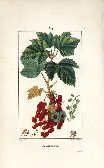 Ribes rosso da Pierre Jean Francois Turpin