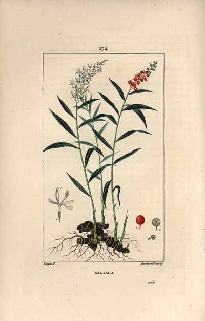 Grande galanga o Galanga - Maggiore o galanga tailandese, Alpinia galanga, con fiori, bacche, foglie e radice rizomatosa da Pierre Jean Francois Turpin