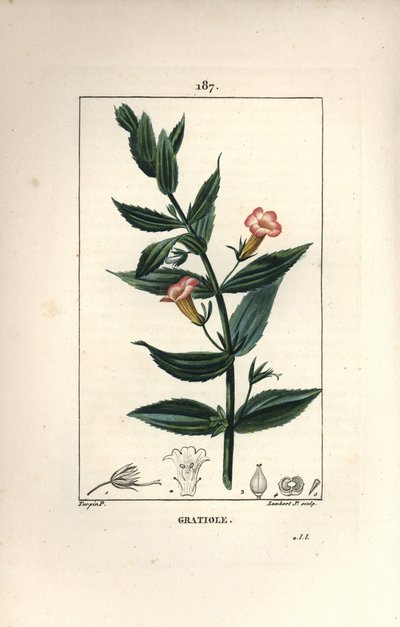 Gratiola officinale da Pierre Jean Francois Turpin