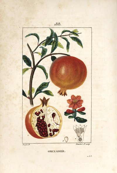 Melograno da Pierre Jean Francois Turpin