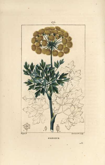 Ferula gommosa o galbano - Galbanum, Ferula gummosa, con fiori, foglie e semi da Pierre Jean Francois Turpin