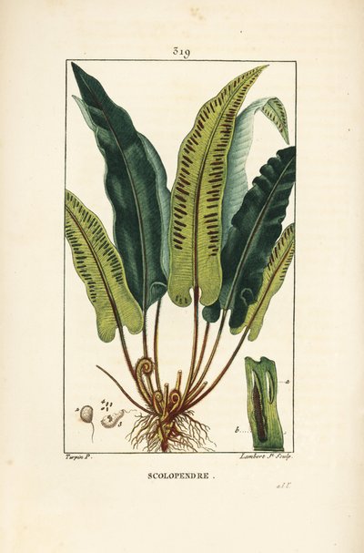 Felce lingua di cervo, Asplenium scolopendrium, con foglia, seme e radice. Incisione a puntasecca colorata a mano di Lambert Junior da un disegno di Pierre Jean-Francois Turpin da Chaumeton, Poiret e Chamberet