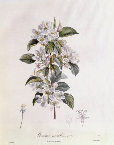Fiore di biancospino (Crataegus azarolus), tavola botanica di Pierre Jean Francois Turpin da Pierre Jean Francois Turpin