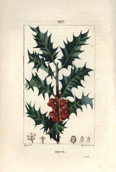 Agrifoglio, Ilex aquifolium, con foglie spinose e bacche rosse da Pierre Jean Francois Turpin