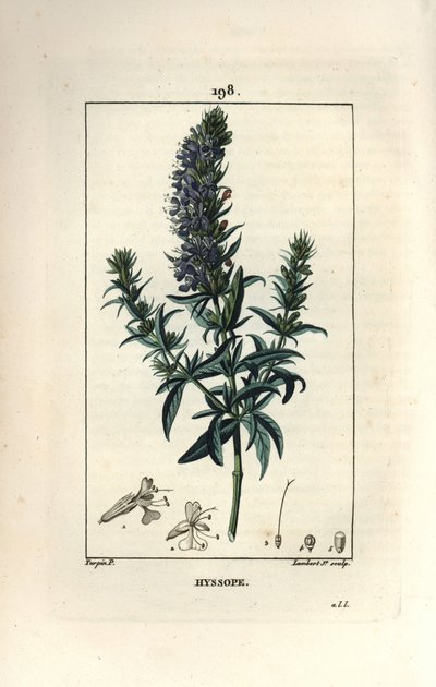 Issopo officinale - Issopo, Hyssopus officinalis. Incisione a puntasecca colorata a mano di Lambert Junior da un disegno di Pierre Jean-Francois Turpin da 