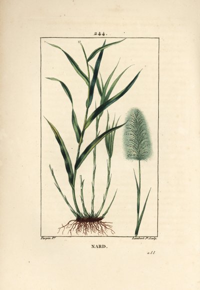 Nardo indiano, spicanardo - Spikenard, Andropogon nardus, con foglia, radice e fiore da Pierre Jean Francois Turpin