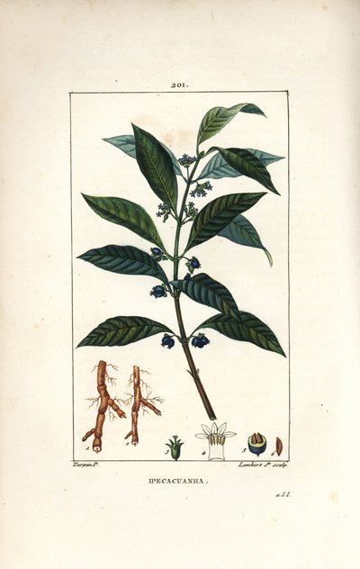 Ipeca o Ipecacuana da Pierre Jean Francois Turpin