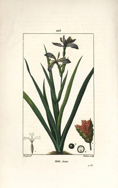 Iris fetido - Iris fetido, Iris foetida, con fiore, foglia e baccello. Incisione a puntasecca colorata a mano di Dubois da un disegno di Pierre Jean-Francois Turpin da 