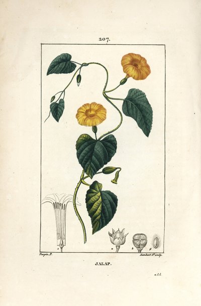 Jalap da Pierre Jean Francois Turpin