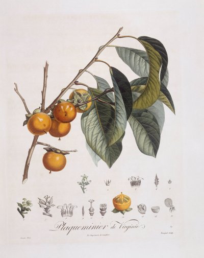 Cachi giapponese (Diospyros kaki), tavola botanica di Pierre Jean Francois Turpin da Pierre Jean Francois Turpin