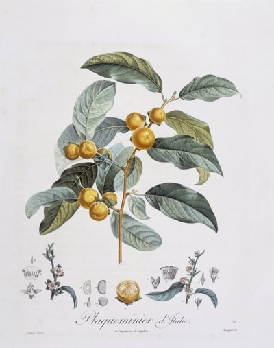 Caco giapponese (Diospyros kaki), tavola botanica di Pierre Jean Francois Turpin da Pierre Jean Francois Turpin