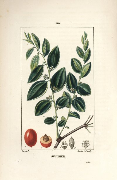 Tintura madre di giuggiolo - Giuggiolo, Rhamnus zizyphus, con fiore, foglia e frutto in sezione. Incisione a puntasecca colorata a mano di Lambert Junior da un disegno di Pierre Jean-Francois Turpin da 