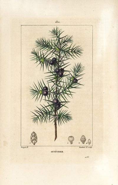 Ginepro, Juniperus vulgaris, con foglia, bacca e stelo. Incisione a puntasecca colorata a mano di Lambert Junior da un disegno di Pierre Jean-Francois Turpin da 