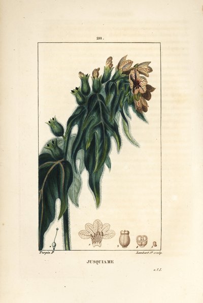 Giusquiamo - Giusquiamo velenoso, Hyoscyamus vulgaris, fiore, foglia e seme. Incisione a puntasecca colorata a mano di Lambert Junior da un disegno di Pierre Jean-Francois Turpin da 