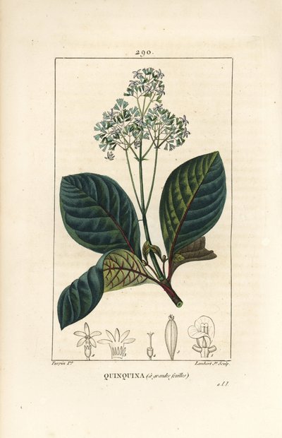 Ladenbergia oblongifolia (Cinchona magnifolia), con fiore, ramo, foglia e seme. Incisione a puntasecca colorata a mano di Lambert Junior da un disegno di Pierre Jean-Francois Turpin da 