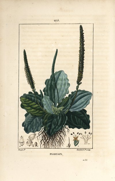 Piantaggine maggiore, Plantago major, con foglia, fiore e radici da Pierre Jean Francois Turpin
