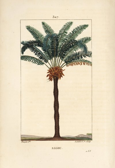 Grande ramo o grande cycas - Cycas circinalis, con foglia, seme e tronco da Pierre Jean Francois Turpin