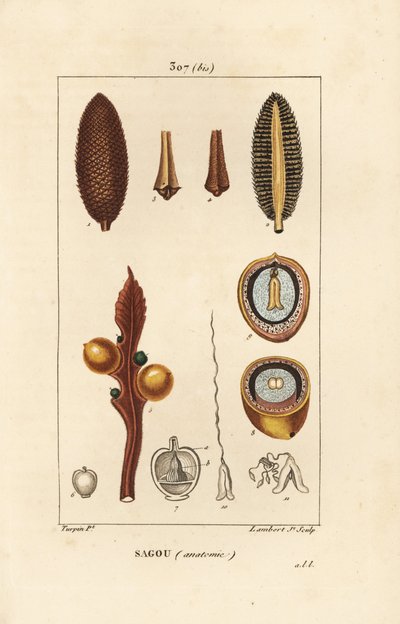 Grande ramo o grandi semi di cycas - Cycas circinalis, mostrando seme e sezione. Incisione a puntasecca colorata a mano di Lambert Junior da un disegno di Pierre Jean-Francois Turpin da Pierre Jean Francois Turpin